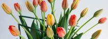 ¿Te gustan los tulipanes?