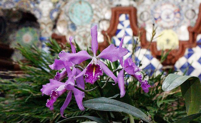 Exposición de orquí­deas de primavera 2017