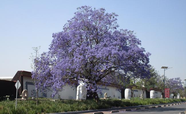 Jacarandas