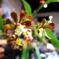 Exposición de orquídeas en el Franz Mayer