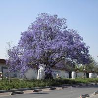 Jacarandas