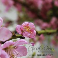 Sakura, la flor que enamora a los japoneses